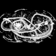MicroCT scan showing a mummified Egyptian cobra.